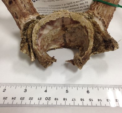 portion of deer scull and antlers